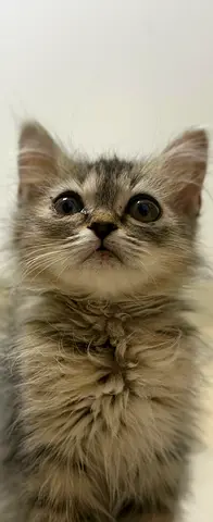 Free cat adoption