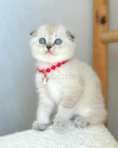 Scottish fold for free adoption