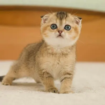 Scottish Fold Kittenz