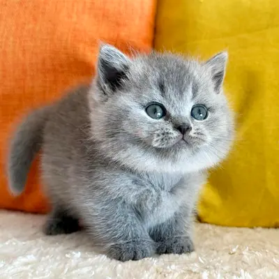 pure British shorthair for free adoption