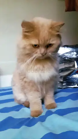 Friendly fluffy cream longhair cat - looking for a new home
