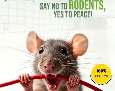 Rodents can cause serious harm to your home and health let our experts handle it for you