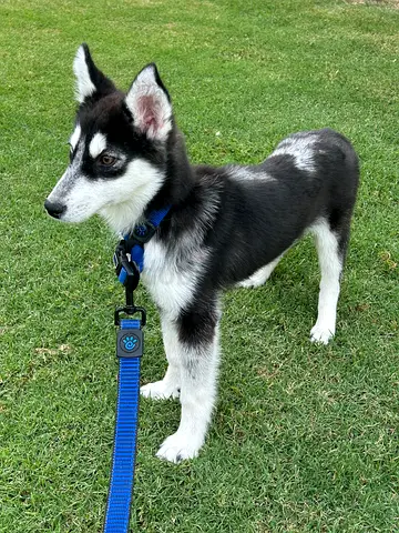 Beautiful Female Siberian Husky Puppy