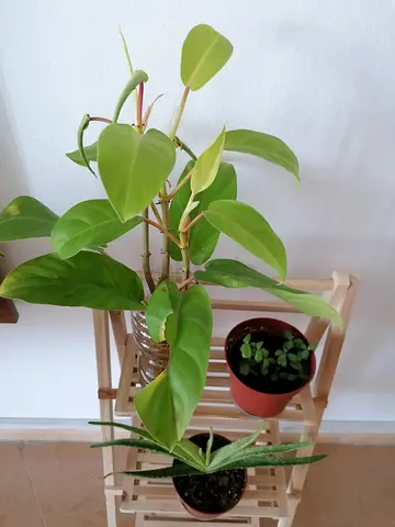 Indoor plant
