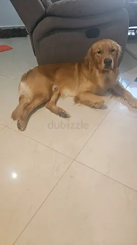Golden Retriever dog