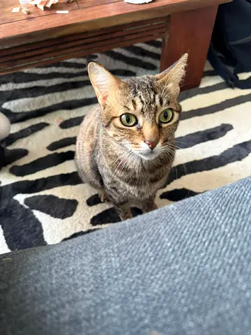 Gentle Indoor Cat (2 Years) Reward and Extras all Free!