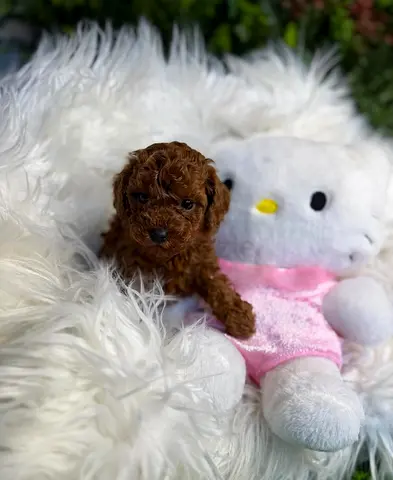 Adorable Toy Poodle Home Raised Puppies
