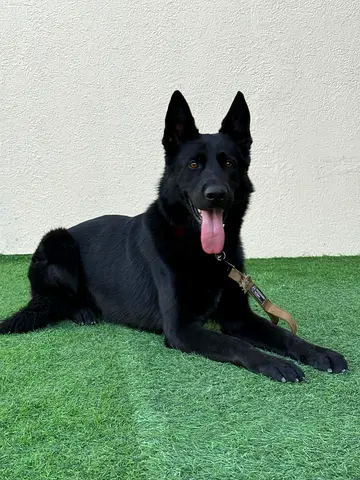 Male German Shepherd Looking for Family