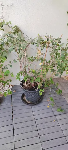 Plants bouguinvilliwr