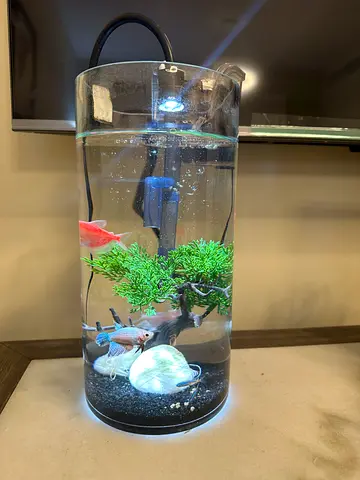 Small cylindrical home aquarium with decor and Fishes - ready to use