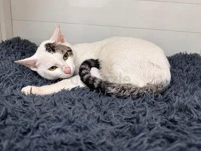 Male Friendly white--tabby adult cat available for adoption