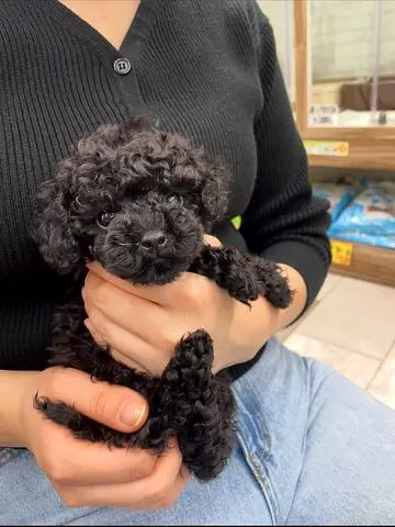 Mini Black Toy Poodle Puppy - Playful and Cuddly. Read for Adoption.