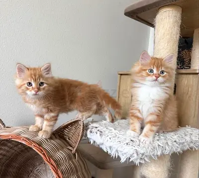 Siberian cat