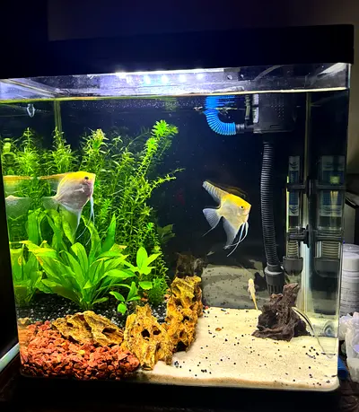 40cm Freshwater Aquarium Tank with Plants, Filter and Angelfish