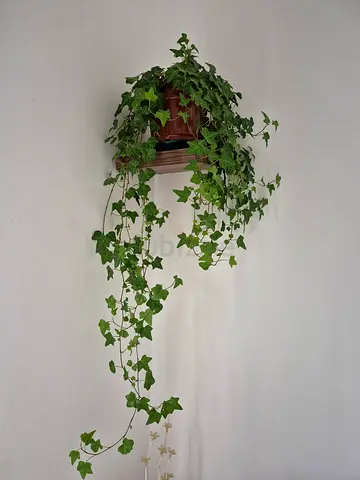 Ivy plant
