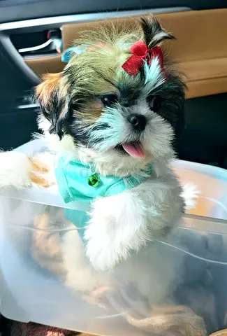 Tiny mini Shihtzu puppies cute little puppy dog