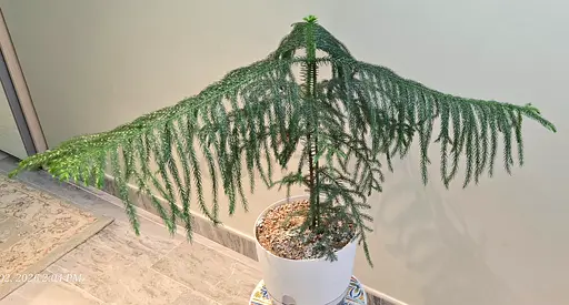 Indoor Norfolk Island Pine in Decorative Pot - Good Condition