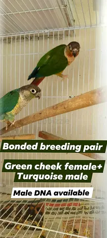 Bonded breeding pair — Green Cheek (female)  Turquoise (male) — Male DNA available