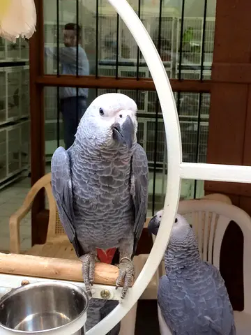 Male And Female Cascos