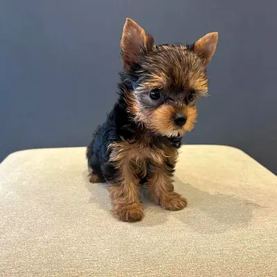 free Yorkshire puppy for adoption