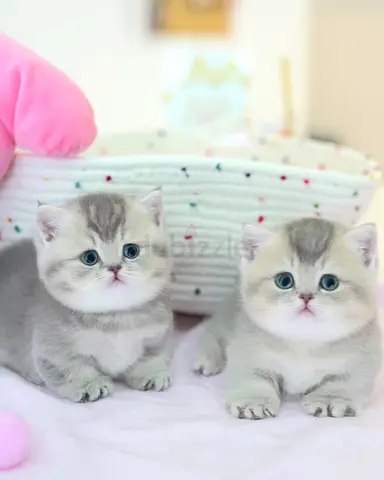 male female for adoption