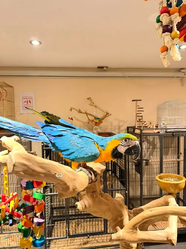 gallery-image