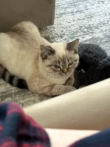 Cat for adoption Free