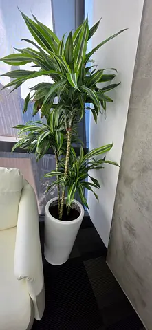 Tall Dracaena Indoor Plant in White Floor Planter - Good Condition