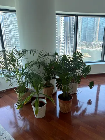Collection of Indoor Potted Plants — Monstera, Palm and More (Ready to Move)