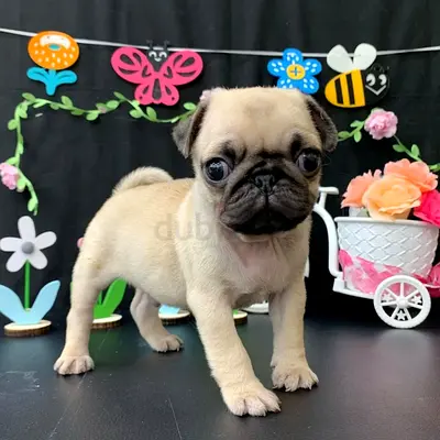 pure breed  puppy for free adoption