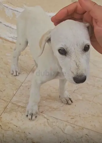 Free for Adoption: 4-Month-Old Saluki Puppy