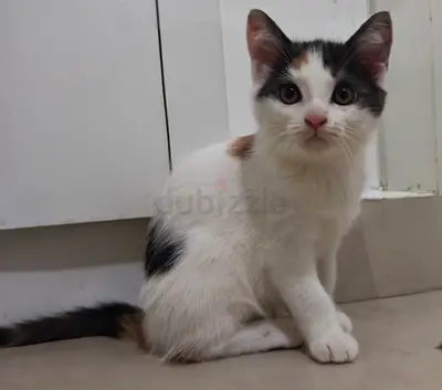 Kitten for adoption