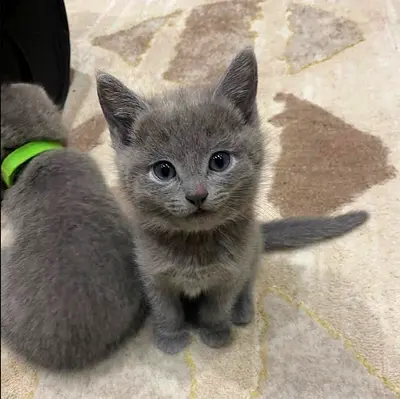 free Russian blue for adoption