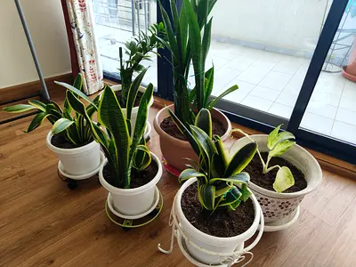 indoor potted plants with pots