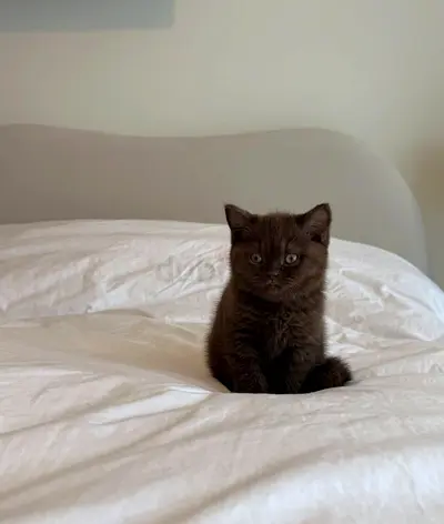 British shorthair kitten