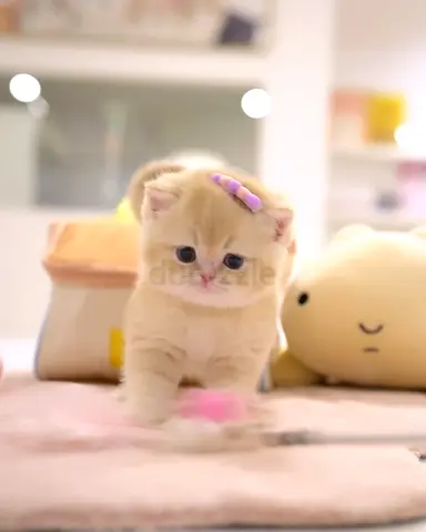 pure breed British shorthair for adoption