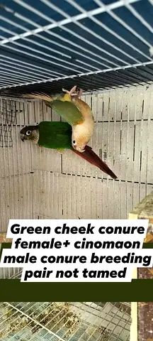 Green Cheek Conure (female) + Cinnamon Male Conure — Breeding Pair
