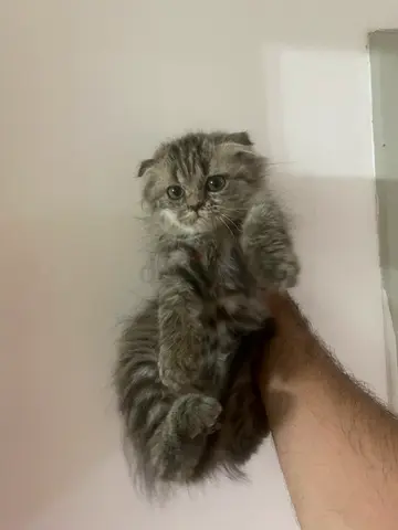 Scottish Fold Kitten - Female