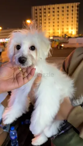 pet