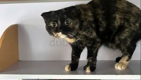 Scottish fold—Rare coat, tortoishell Female 5 months old— up for adoption