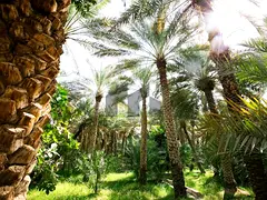 Farm for Sale | Rest house | 500x500 SQ FT