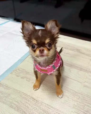 free chihuahua puppy for adoption