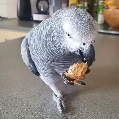 Baby Africa Grey Parrots( Tamed and intelligent companion)