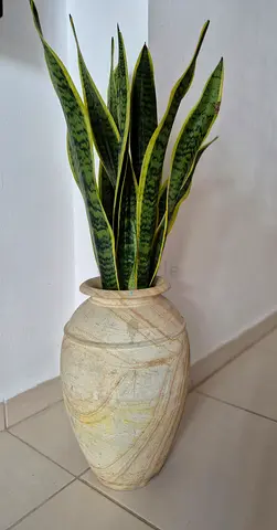 Snake plant