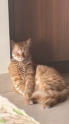 Friendly chill orange tabby cat — rehoming (free to a good home)
