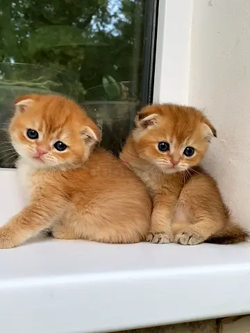 free male and female Scottish fold for adoptions