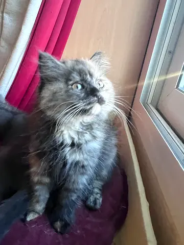 Pet for adoption