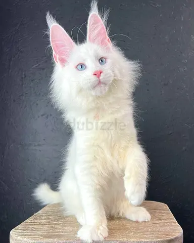 free mainecoon  for adoption