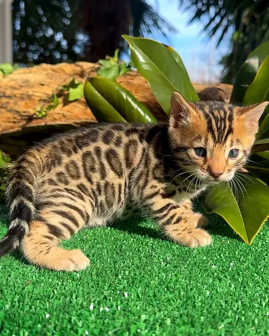 pure Bengal for free adoptions