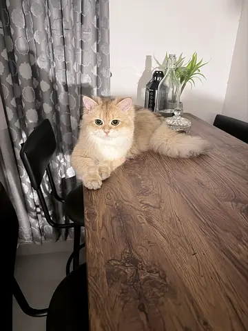2 Cats and 2 Kittens